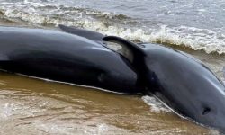 पानीको तापक्रम बढेका कारण अमेजनमा १०० भन्दा बढी डल्फिन मृत फेला