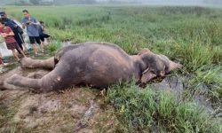 झापामा हात्ती मृतावस्थामा फेला