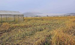 पाक्न लागेको धानमा ‘पोके’ र हावाहुरी