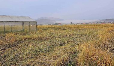 पाक्न लागेको धानमा ‘पोके’ र हावाहुरी