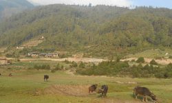 ढोरपाटन सिकार आरक्षमा चुनौती बन्दै जग्गा अतिक्रमण