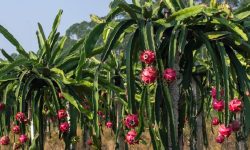 तनहुँमा फस्टाउँदो ड्रागन खेती