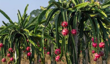 तनहुँमा फस्टाउँदो ड्रागन खेती