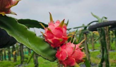 पहिले दुर्व्यसनीको अखडा, अहिले ड्रागन फ्रुट बगैँचा