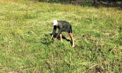 बेमौसमी वर्षाले फापरखेती नष्ट