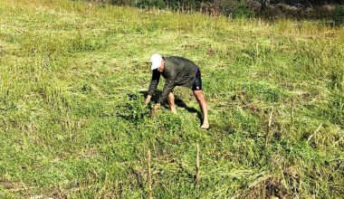 बेमौसमी वर्षाले फापरखेती नष्ट