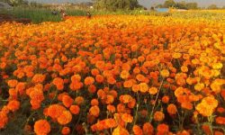 सामूहिक पुष्पखेतीमा गैँडाकोटका किसान