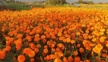 सामूहिक पुष्पखेतीमा गैँडाकोटका किसान