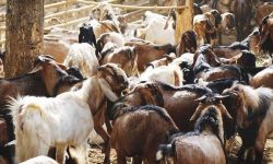 दसैँको अवसरमा खसीबोका प्रदर्शनी