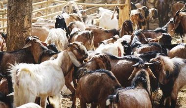 दसैँको अवसरमा खसीबोका प्रदर्शनी