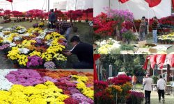 फ्यानले गर्न लागेको गोदावरी फूलको प्रतियोगितात्मक प्रदर्शनीको तयारी पुरा