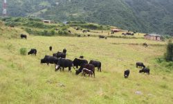 ‘बुकी’ बाट बेँसी झर्न थाले गोठाला