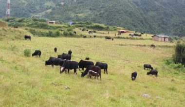 ‘बुकी’ बाट बेँसी झर्न थाले गोठाला