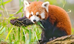 म्याग्दीमा हाब्रे संरक्षण कार्यक्रम सञ्चालन गरिने