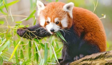 म्याग्दीमा हाब्रे संरक्षण कार्यक्रम सञ्चालन गरिने