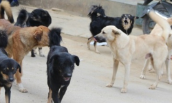 करिब छ हजार सामुदायिक कुकुरको बन्ध्याकरण गरिने