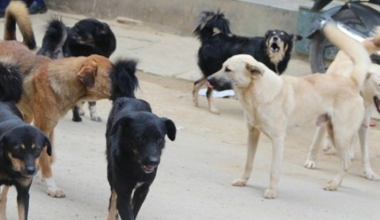 करिब छ हजार सामुदायिक कुकुरको बन्ध्याकरण गरिने