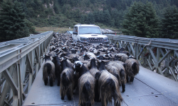 बजार झरे मुुस्ताङी च्याङ्ग्रा