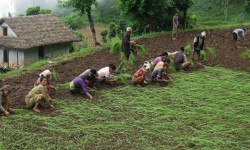 गाउँमा कोदो खेती घट्दै, सहरमा महत्व बढ्दै