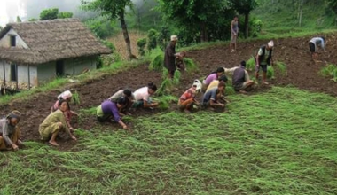 गाउँमा कोदो खेती घट्दै, सहरमा महत्व बढ्दै