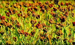 कोदो : गाउँमा खेती घट्दै, सहरमा महत्व बढ्दै