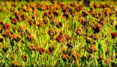 कोदो : गाउँमा खेती घट्दै, सहरमा महत्व बढ्दै