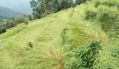 पर्वतमा वर्षा र हावाहुरीले धानबालीमा क्षति