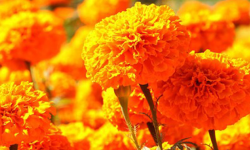 आँबुखैरेनीमा व्यावसायिक ‘फूलखेती’