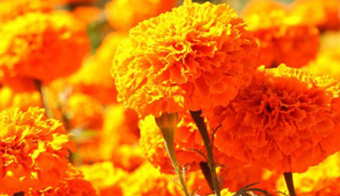 आँबुखैरेनीमा व्यावसायिक ‘फूलखेती’