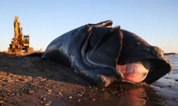 डुङ्गाको तीव्र गतिका कारण उत्तर एटलान्टिकमा पाइने ‘राइट ह्वेल’ खतरामा