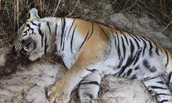 बाँकेमा मृत भेटिएको बाघको शवपरीक्षण