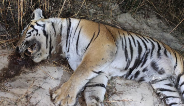बाँकेमा मृत भेटिएको बाघको शवपरीक्षण