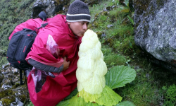 पदमचाल फूलको आकर्षण