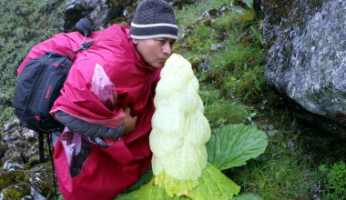 पदमचाल फूलको आकर्षण