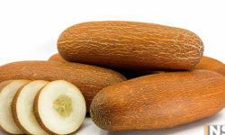 पाकेको काँक्राको अचार !