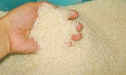 अछामको कोदो र कञ्चनपुरको सिमटारी चामल