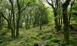 आम्दानीको स्रोत गुमाउँदै हिलामी क्षेत्रका सामुदायिक वन