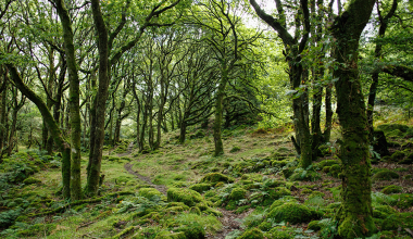 आम्दानीको स्रोत गुमाउँदै हिलामी क्षेत्रका सामुदायिक वन