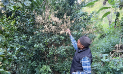 ढुसीको प्रकोपले कागतीका बोट मर्न थाले, किसान चिन्तित