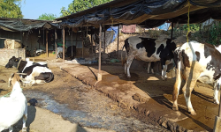 १२ वर्ष वैदेशिक रोजगारीपछि गाउँ फर्केर गाइपालन