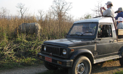 दशैंमा २० हजारले घुमे चितवन निकुञ्ज, १ करोड ८५ लाख राजश्व संकलन