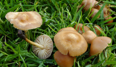 गुल्मीमा जंगली  च्याउ खाएर ३ जना बिरामी