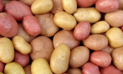 बङ्गलादेशमा आलुको मूल्य वृद्धि रोक्न विदेशबाट आलु आयात गरिने