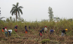 उखु किसानलाई समयमै भुक्तानी दिन सरकारको ध्यानाकर्षण