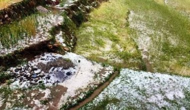 बैतडीमा असिनापानीले बालीनाली सखाप