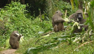 वन्यजन्तुबाट अन्नबाली क्षति : किसानलाई राहत प्रदान गर्दै निकुञ्ज