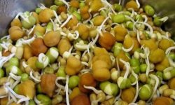 हरेक साता क्वाँटी खाउँ