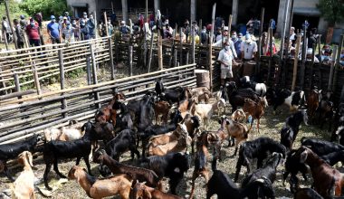 खसीबोका र च्यांग्राको मूल्य निर्धारण : प्रतिकेजी मूल्य १ हजार २६०