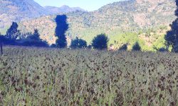 बढ्यो कोदोको माग