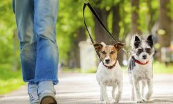 घरपालुवा कुकुरलाई सार्वजनिकस्थलमा शौच गराए एक हजार जरिवाना !